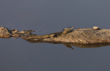 coccodrillo al mattino mentre si riscalda al sole