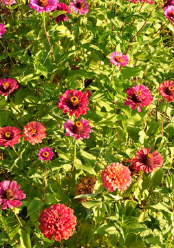 Terry red flowers of zinnia of different shades against the background of green foliage. Beautiful large summer flowers.