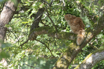 Naklejka na ściany i meble Katze sitzt im Baum und schaut ratlos nach unten