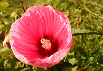 Two large pink buds of hibiscus moscheutos. Green background.