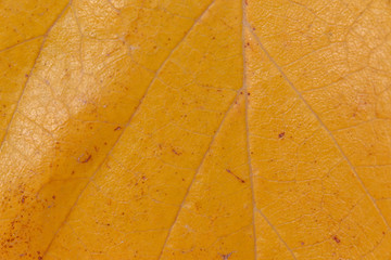 natural autumnal background: close up of dry yellow leaf