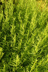 Tarhon Tarragon. Artemísia dracúnculus. Fluffy fragrant green shoots.