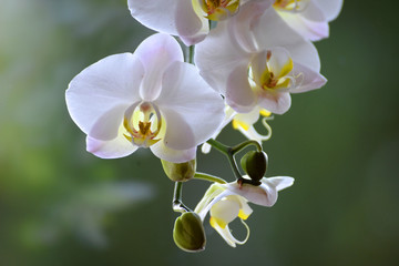 Fototapeta na wymiar Phalaenopsis