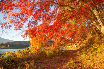 Maple leaves in Lake Kawaguchi, Japan