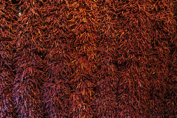 A large piece of pepper hung on the wall