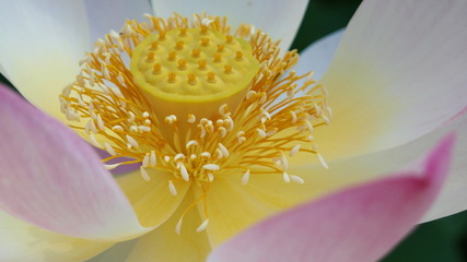 details of an indian lotus blossom with pollen (nelumbo nucifera)