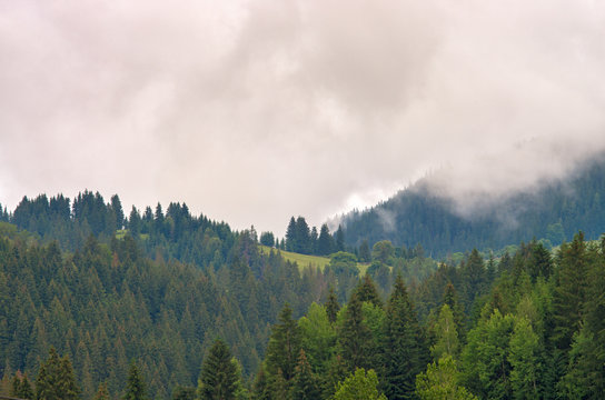 Fototapeta Fog in the forest of pine trees in the mountains. Carpathians Ukraine