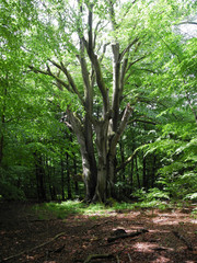 Urwald an der Sababurg