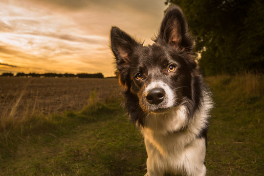 Black and White Border Collie Outdoor in Countryside