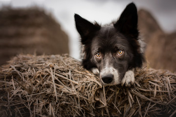 Black and White Border Collie Outdoor in Countryside