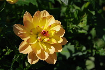 yellow and orange dahlia flower