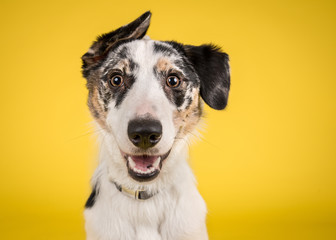 Happy Merle Crossbreed Collie Dog Portrait on Yellow Studio Background