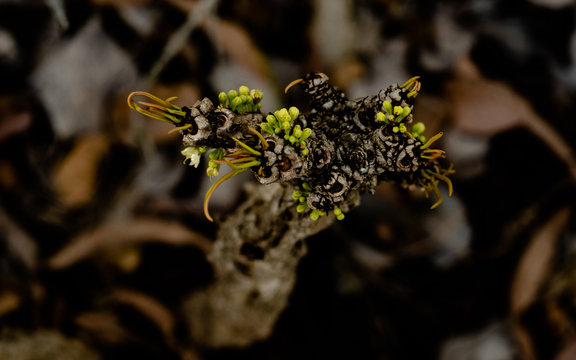 Details of forest elements, gardens with contrast lighting and lots of color. Leaves, mosses, branches and flowers. 