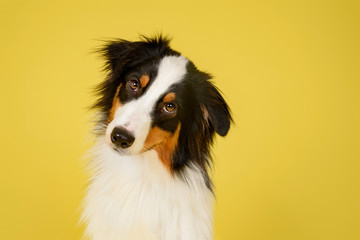 Happy Australian Shepherd Dog Portrait on Yellow Studio Background
