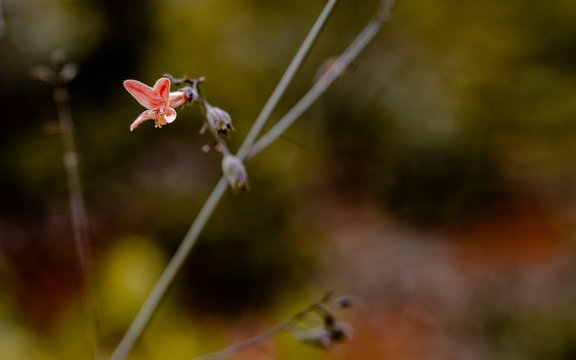 Details of forest elements, gardens with contrast lighting and lots of color. Leaves, mosses, branches and flowers. 