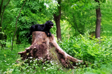 A black Labrador Retriever dog is lying down on a big tree stump in a forest. He looks in the right direction. The tree stump has a huge size. There are a lot of trees and greenery in the background.
