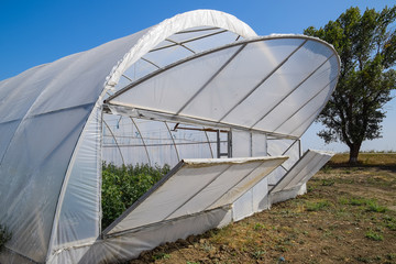 Open the doors of the greenhouse with tomatoes. The big greenhouse