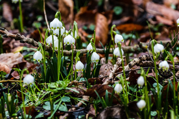 Märzenbecher im Wald