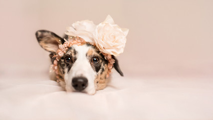 Dressed up Collie Cross Dog in Pink Scene