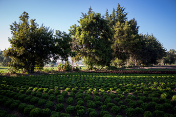 Terreno de lechuga