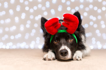 Black and White Border Collie with Antlers and Fairy Light Bokeh