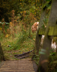 Cocker Spaniel in Woodland