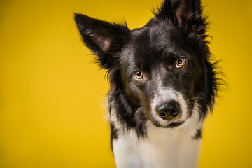 Happy Black and White Border Collie Dog Portrait on Yellow Studio Background