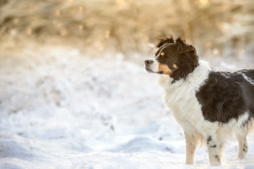 Black and White Border Collie Outdoor in Winter Snow