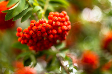  rowan