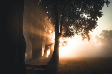 Sonne bricht sich im Morgennebel