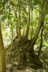 Nature reclaiming