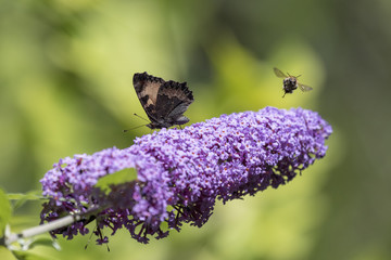 Schmetterling und Hummel sammeln Nektar