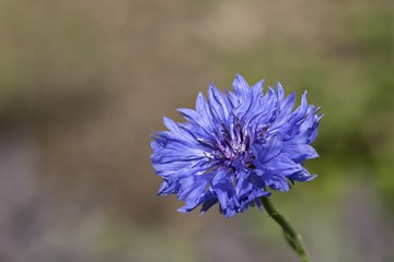 Kornblume blau makro