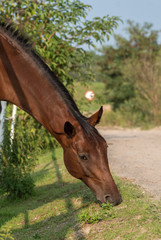 młody koń gniady © Henryk Niestrój