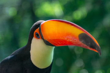 Fototapeta premium tucano