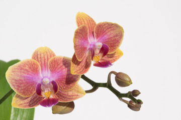 Orchid yellow-violet flowers