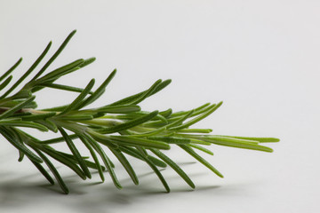 Fototapeta premium rosemary green and fresh twig