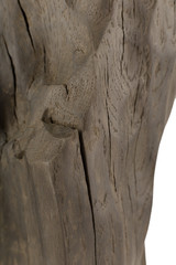 Product from the roots of oak in white background.