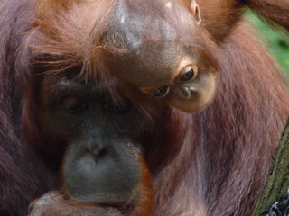 Baby Orangutan shares quiet moment with mother