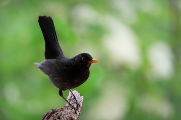 closeup of a male blackbird on a soft green background - 221018285