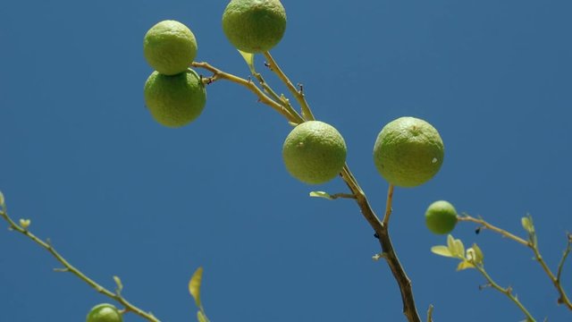 branches Lime tree with fruits swaying to the wind on the blue sky background 
