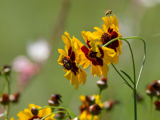Coreopsis tinctoria. Le coréopsis de jardins ou le coreopsis élégant.