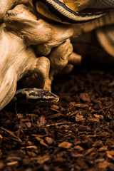 Snake under a log