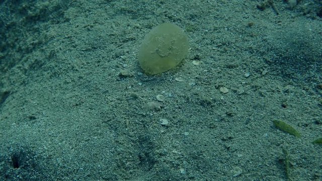 Protective sheath of eggs Lugworm Arenicola marina attached to the bottom among seagrass. Red sea, Marsa Alam, Marsa Mubarak, Egypt (Underwater shot)
