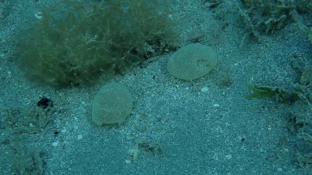 Protective sheath of eggs Lugworm Arenicola marina attached to the bottom among seagrass. Red sea, Marsa Alam, Marsa Mubarak, Egypt (Underwater shot)
