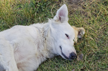 white dog sleeping on the grass