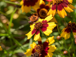 Coreopsis tinctoria. Le coréopsis de jardins ou le coreopsis élégant.
