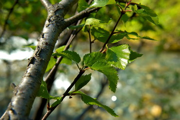 birch branch with leaves in the garden