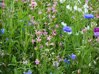 Fototapeta premium Colorful flowers on the meadow - idyllic atmosphere