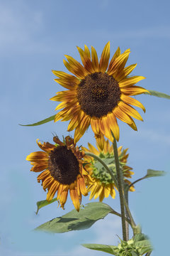 Fototapeta słoneczniki